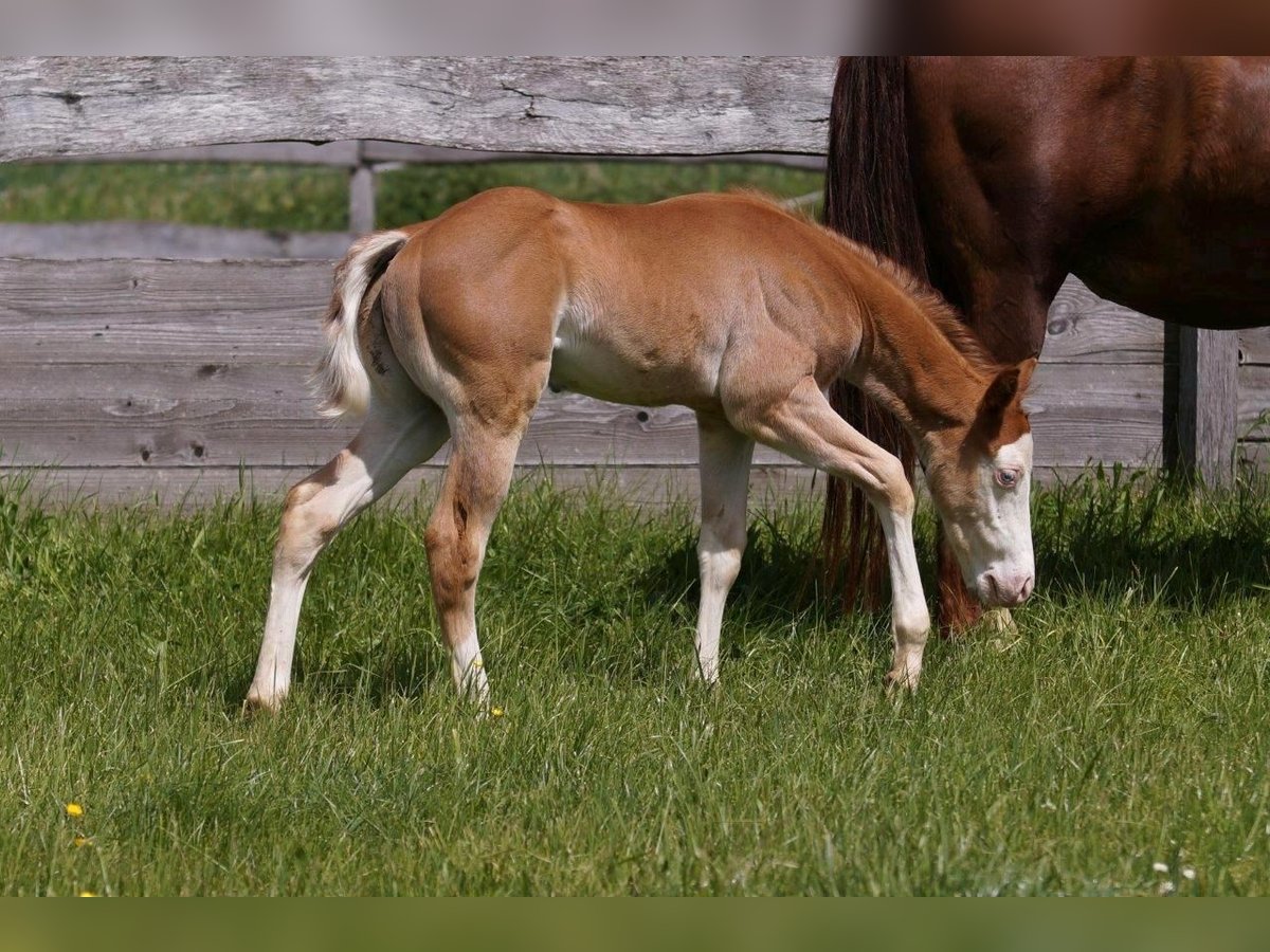 American Quarter Horse Hengst Fohlen (04/2024) 150 cm Fuchs in Steinsberg