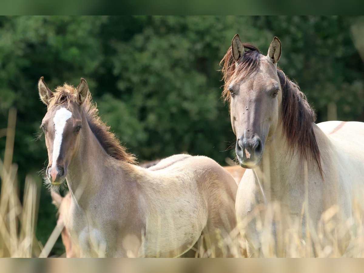 American Quarter Horse Hengst Fohlen (04/2024) 150 cm Grullo in Geiselwind