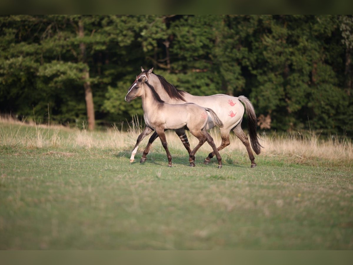 American Quarter Horse Hengst Fohlen (04/2024) 150 cm Grullo in Geiselwind