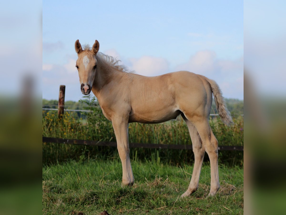 American Quarter Horse Hengst  150 cm Palomino in Stade