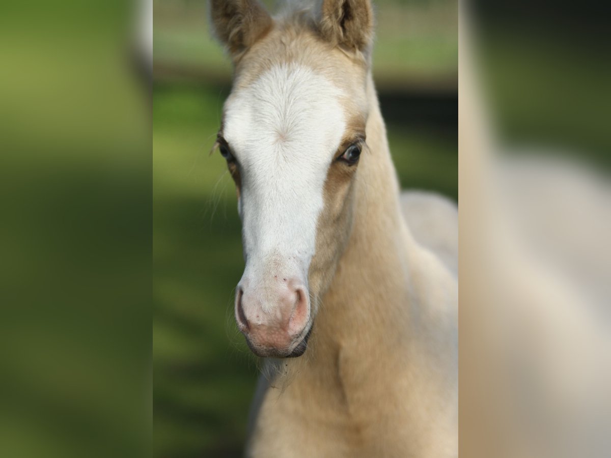 American Quarter Horse Hengst Fohlen (04/2024) 150 cm Palomino in Dessel