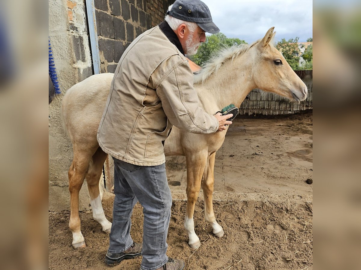 American Quarter Horse Hengst Fohlen (05/2024) 150 cm Palomino in Müglitztal