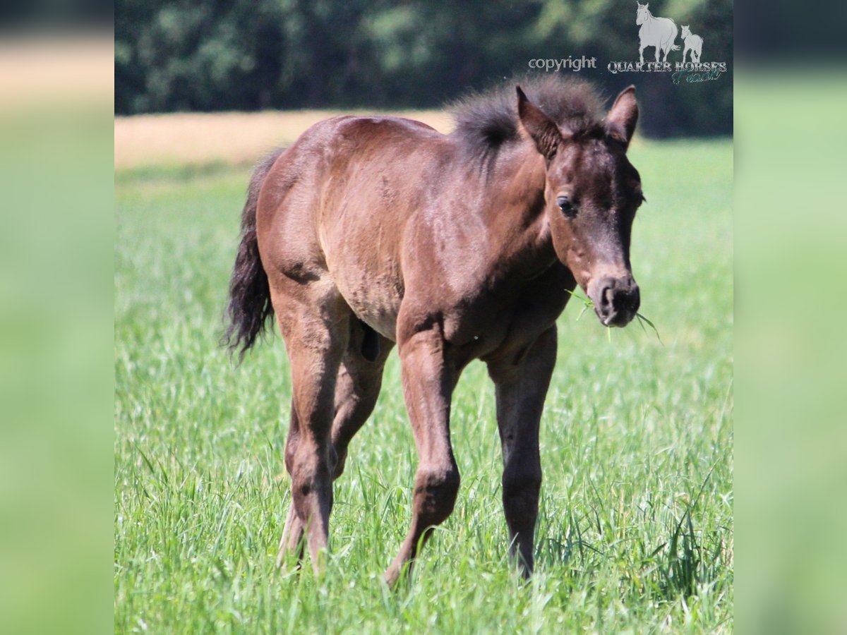 American Quarter Horse Hengst  150 cm Rappe in Frensdorf