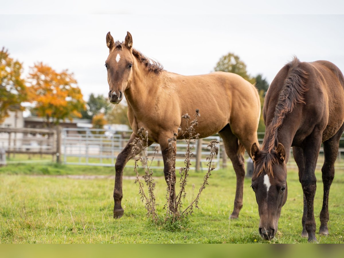 American Quarter Horse Hengst Fohlen (04/2024) 150 cm Red Dun in Villingen-Schwenningen