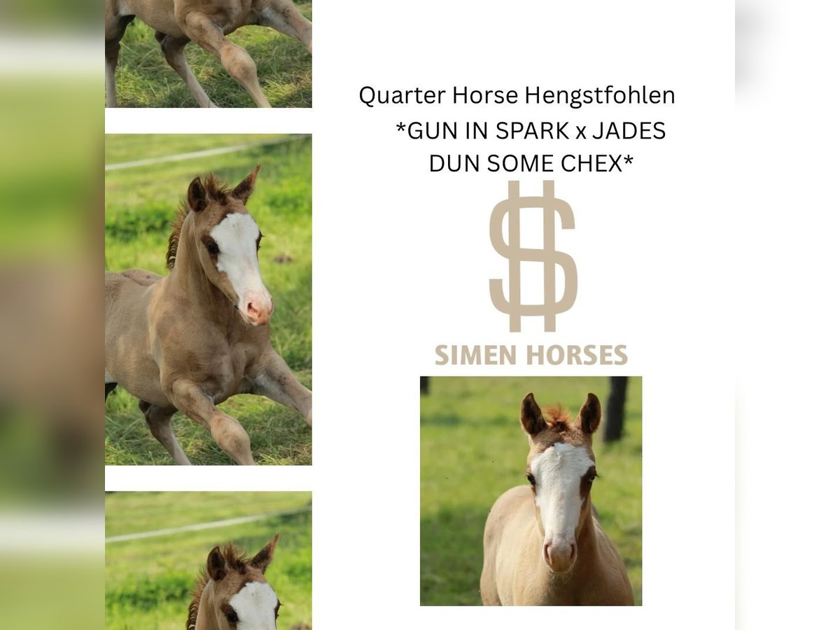 American Quarter Horse Hengst  150 cm Red Dun in Steinen