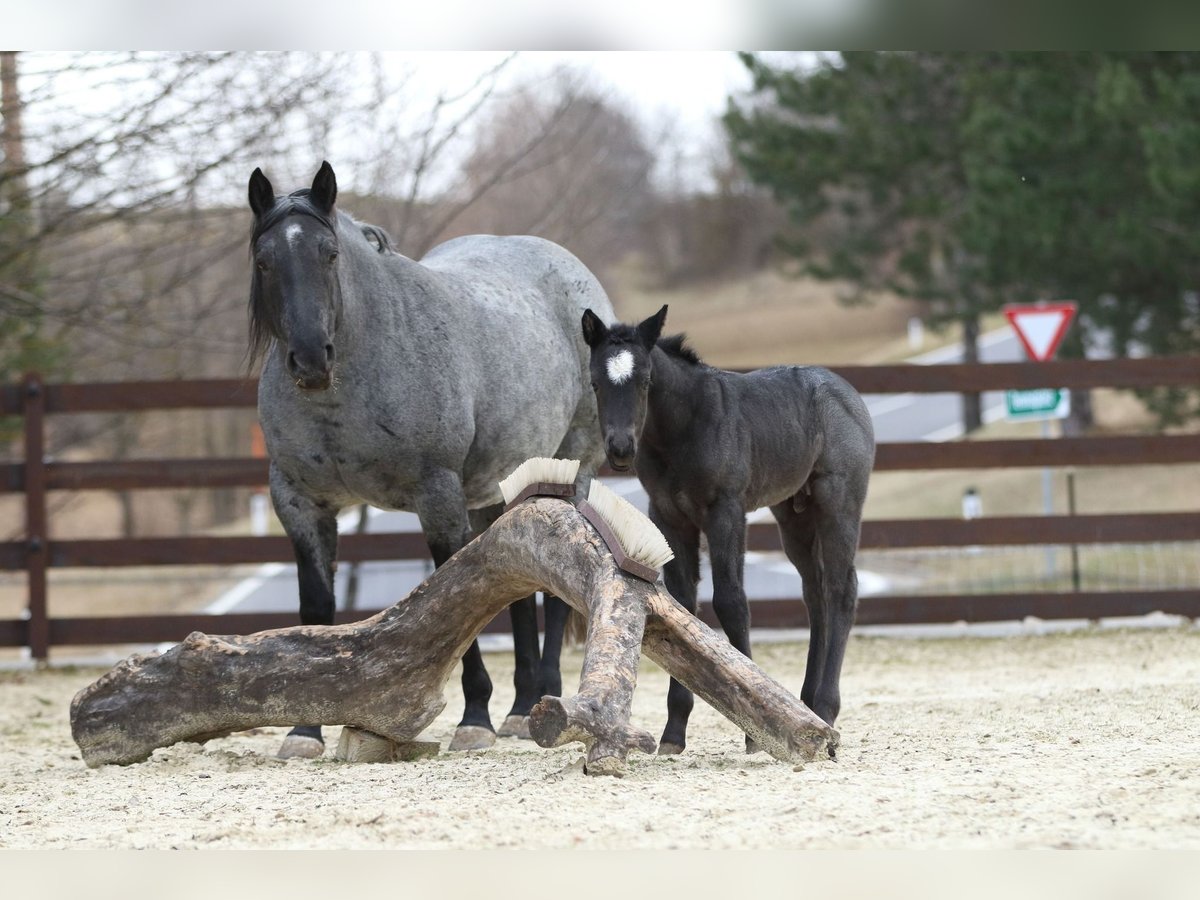 American Quarter Horse Hengst  150 cm Roan-Blue in Hernstein