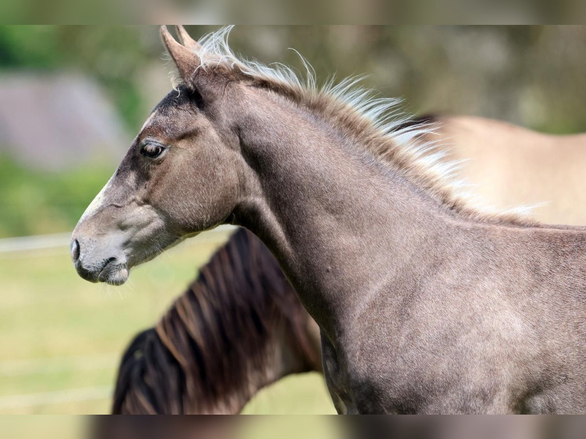 American Quarter Horse Hengst Fohlen (04/2024) 150 cm in Geiselwind