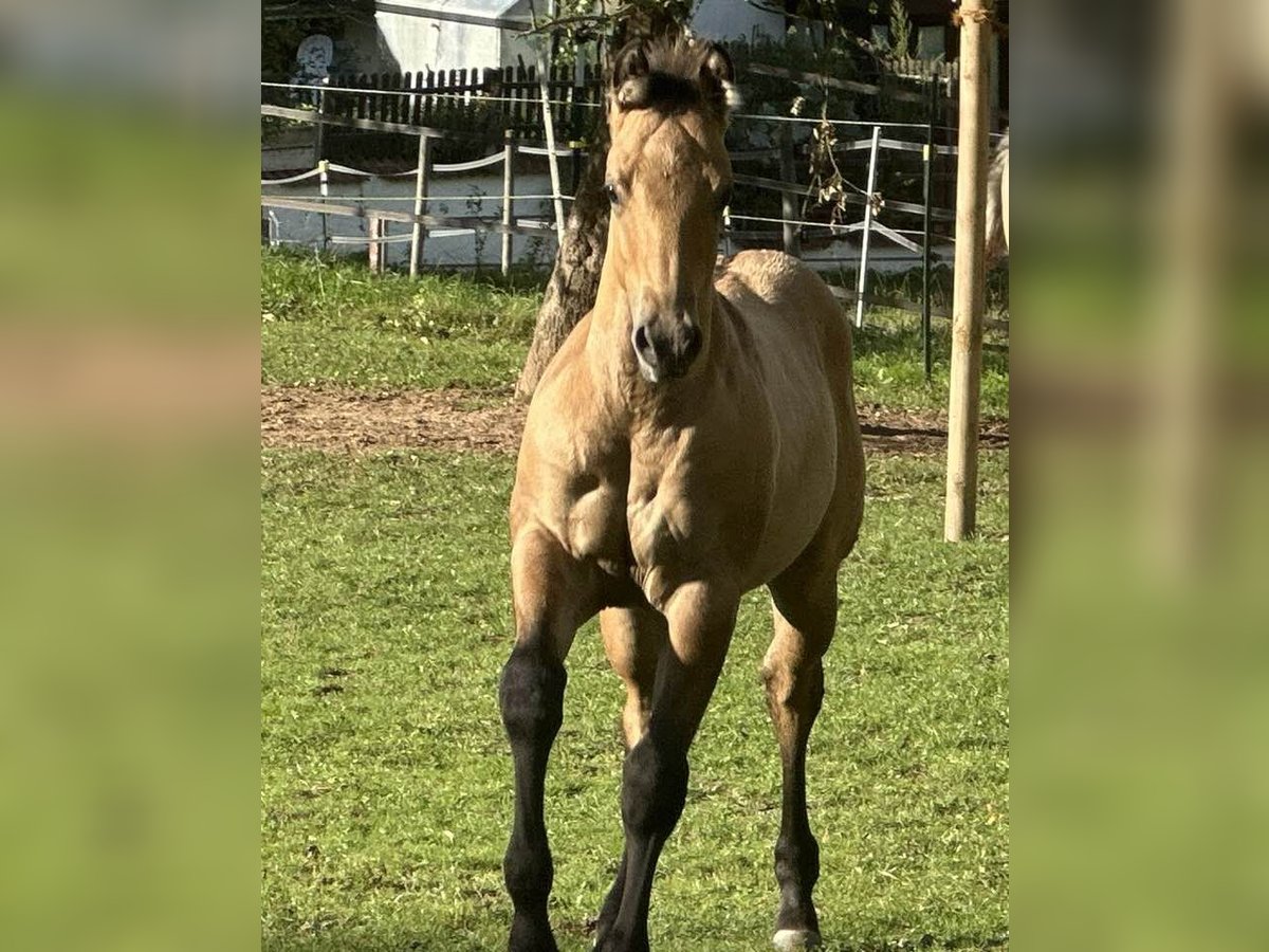American Quarter Horse Hengst Fohlen (05/2025) 150 cm in Miltenberg