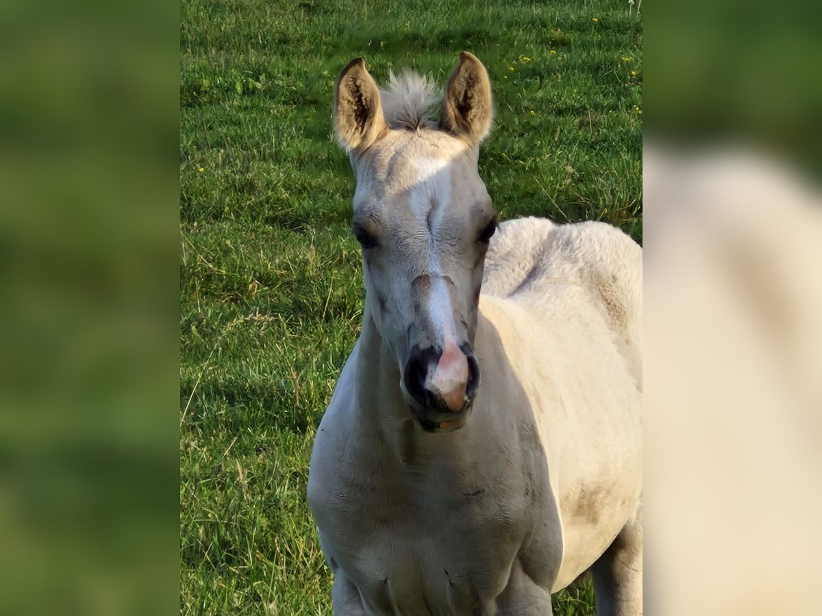 American Quarter Horse Hengst Fohlen (09/2024) 151 cm Buckskin in Nordhorn