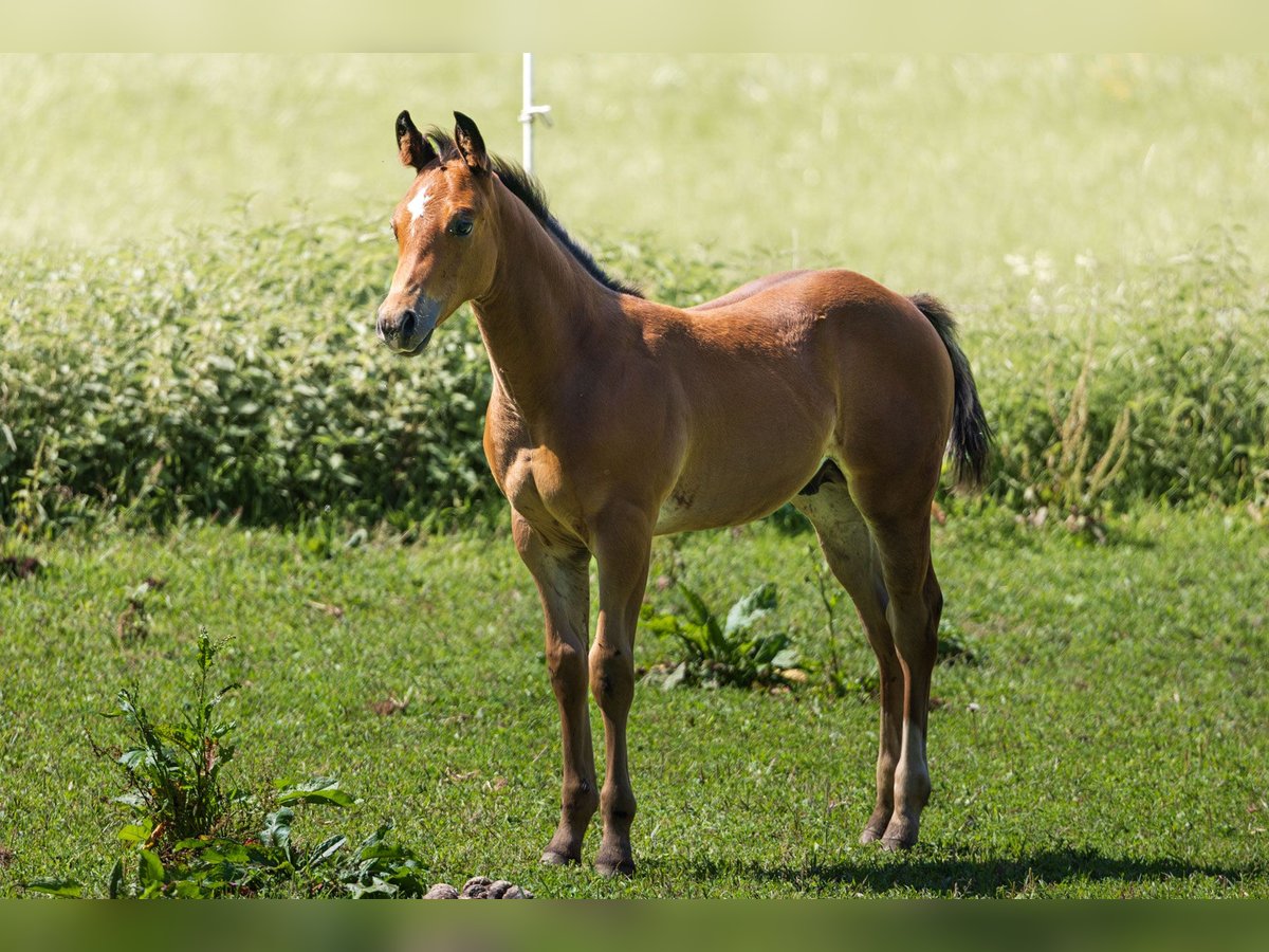 American Quarter Horse Hengst Fohlen (05/2025) 152 cm Brauner in Dietenheim