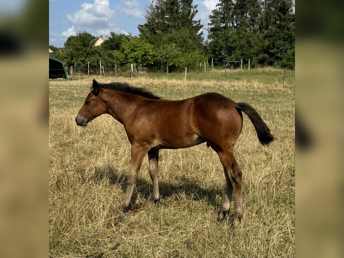 American Quarter Horse Hengst Fohlen (05/2024) 152 cm Brauner in Königswartha