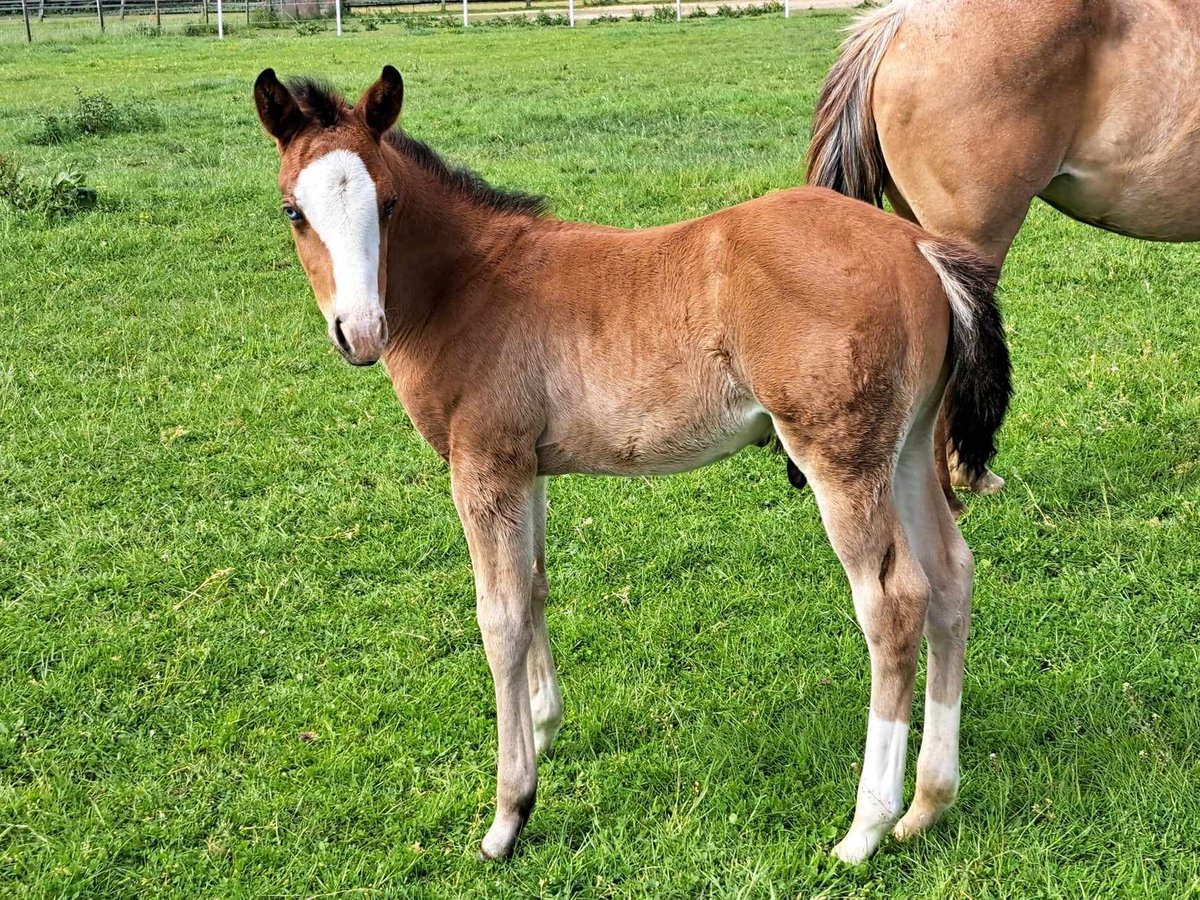 American Quarter Horse Hengst  152 cm Brauner in Weste