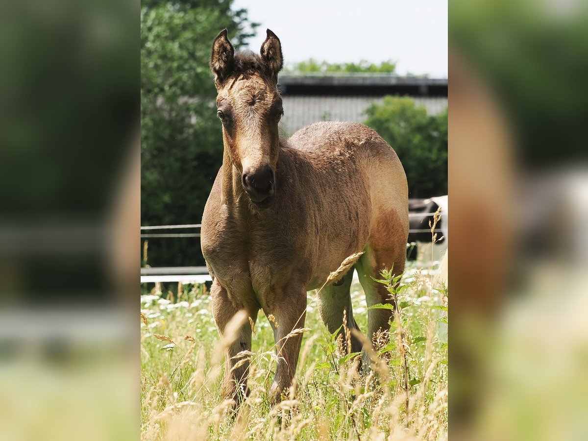 American Quarter Horse Hengst  152 cm Buckskin in Hagen im Bremischen