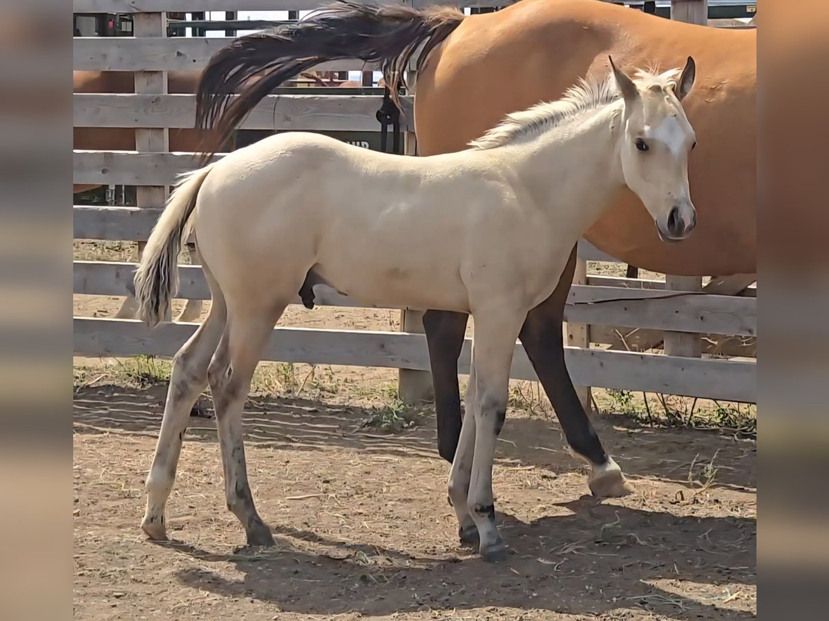 American Quarter Horse Hengst Fohlen (05/2025) 152 cm Buckskin in Montana