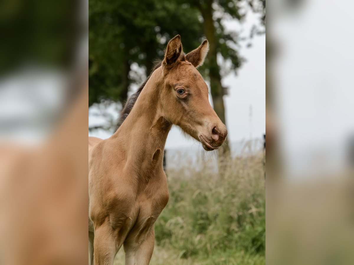 American Quarter Horse Hengst Fohlen (05/2024) 152 cm Champagne in Nordhorn