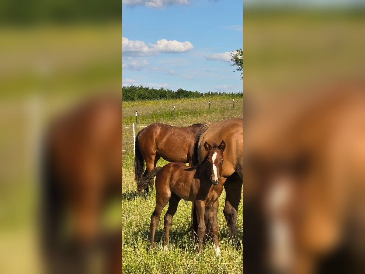 American Quarter Horse Hengst  152 cm Dunkelfuchs in Amorbach
