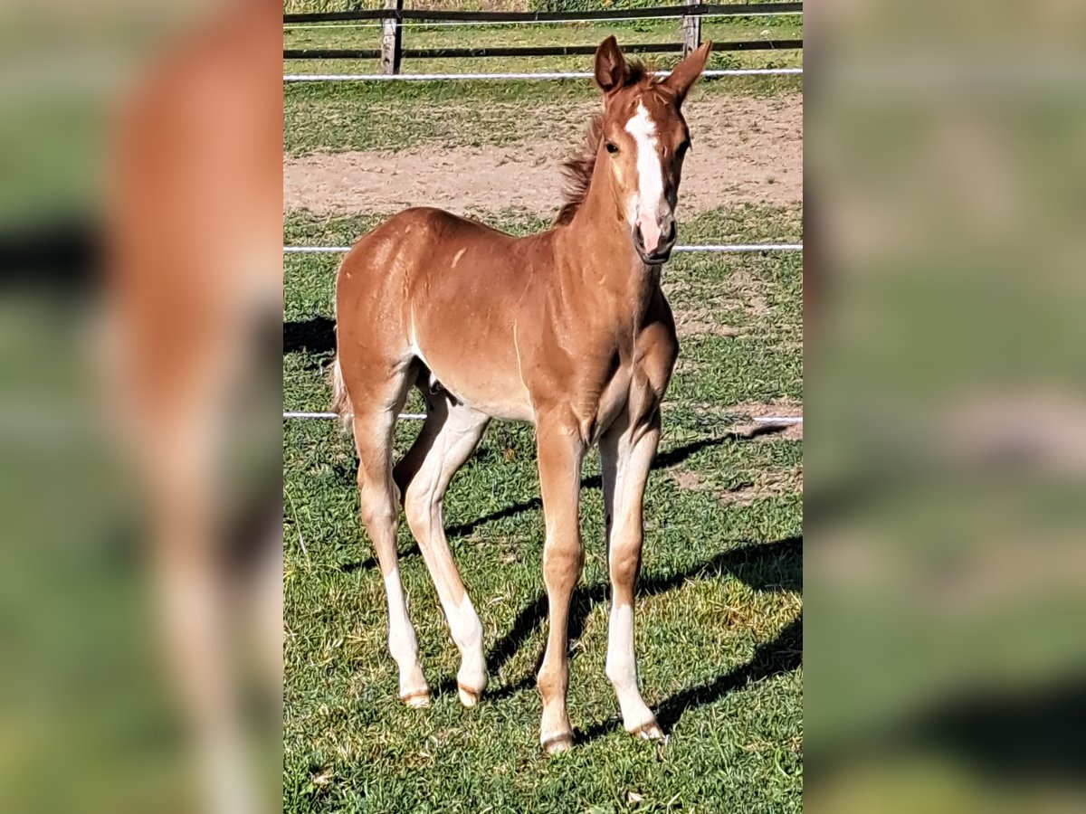 American Quarter Horse Hengst  152 cm Fuchs in Weste