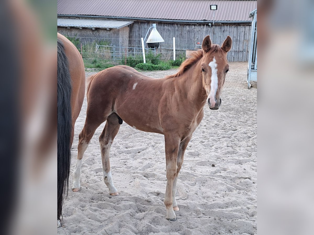American Quarter Horse Hengst Fohlen (05/2025) 152 cm Fuchs in Weste