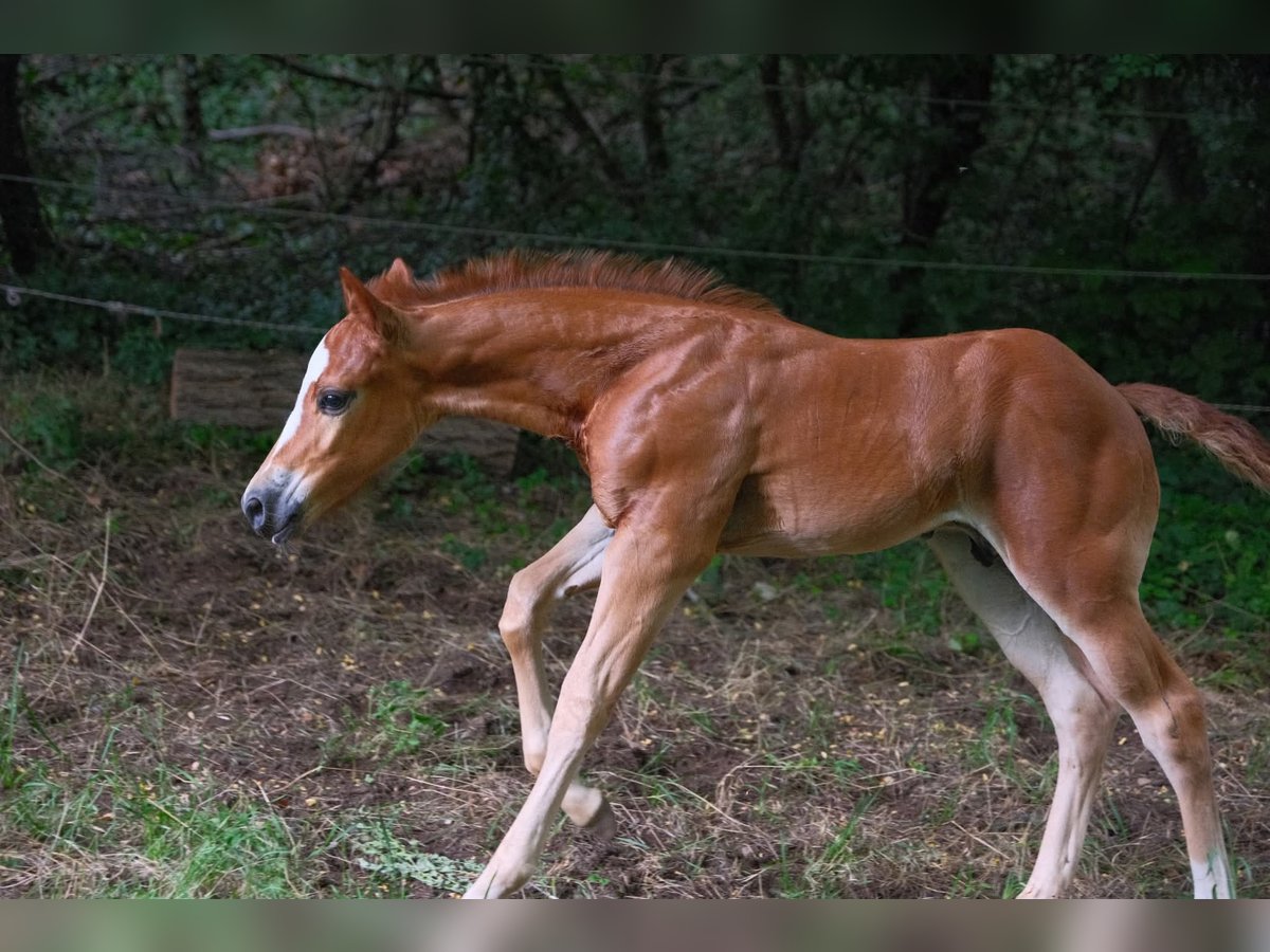 American Quarter Horse Hengst  152 cm Fuchs in Ternitz