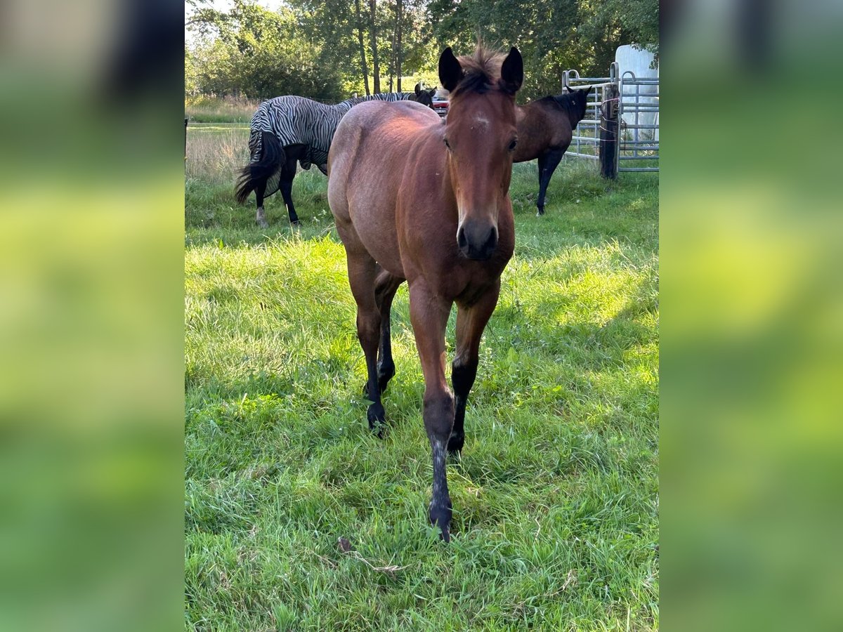 American Quarter Horse Hengst Fohlen (04/2025) 152 cm Roan-Bay in Neum&#xFC;nster