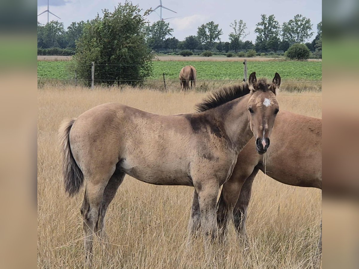 American Quarter Horse Hengst Fohlen (05/2025) 153 cm Falbe in Neustadt am R&#xFC;benberge