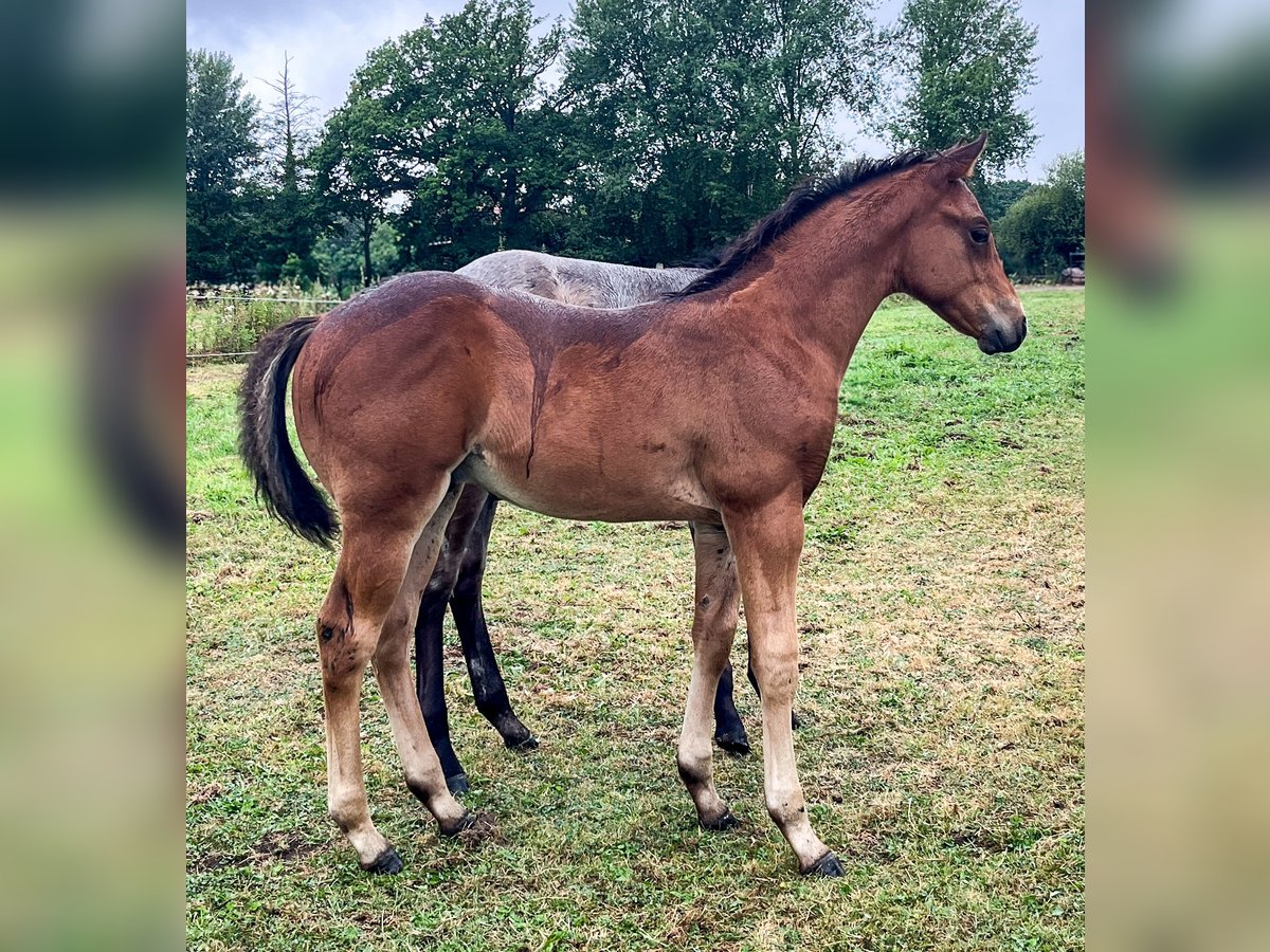 American Quarter Horse, Hengst in Bad Zwischenahn