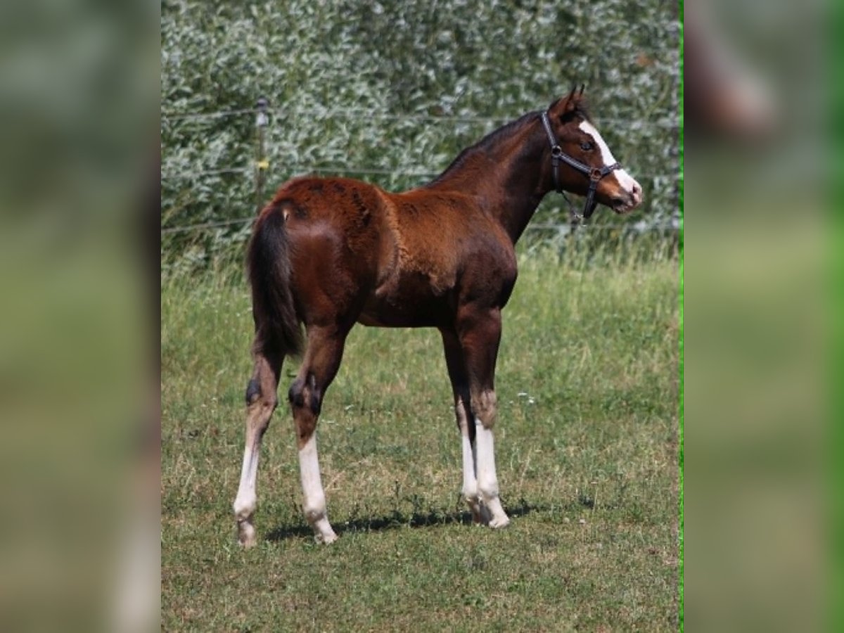American Quarter Horse, Hengst in Bad Abbach