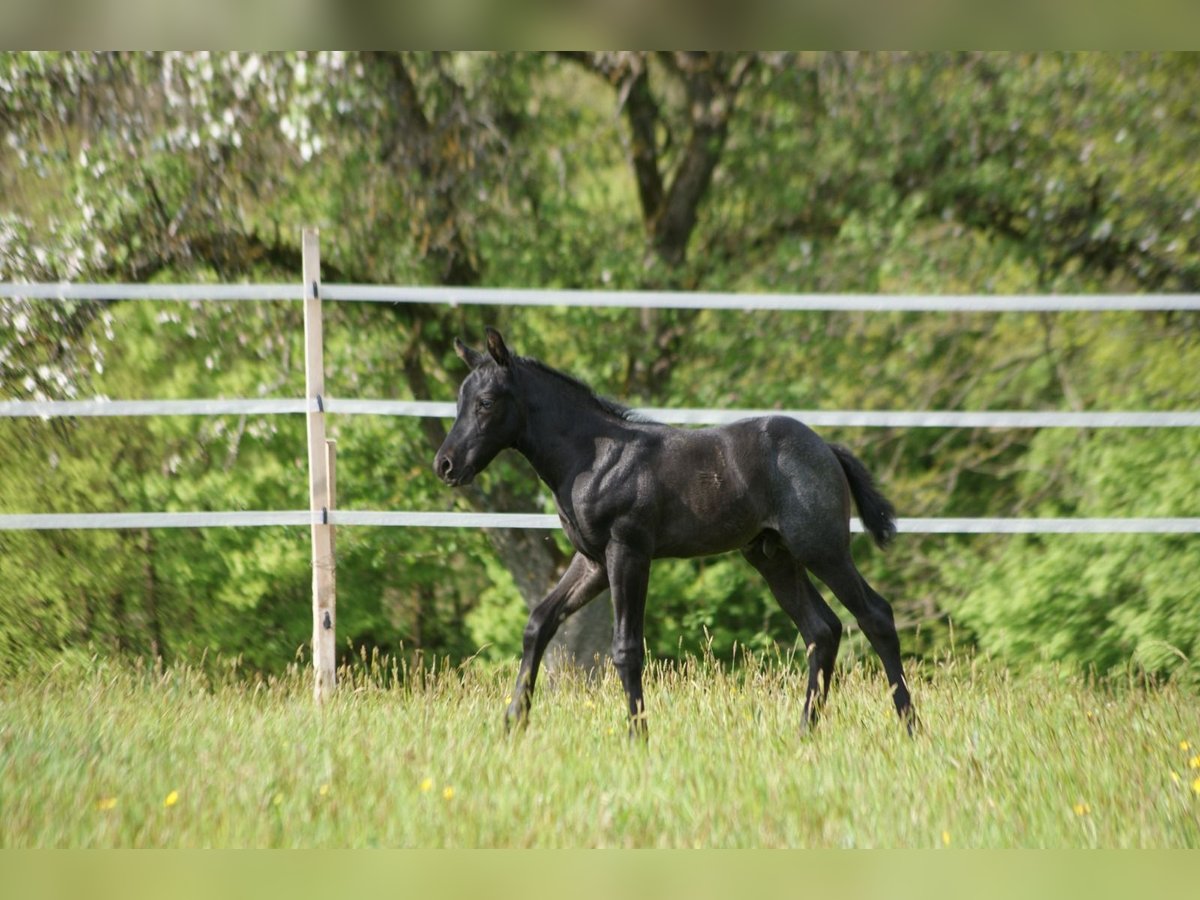 American Quarter Horse Hengst  154 cm Roan-Blue in Breitenbach