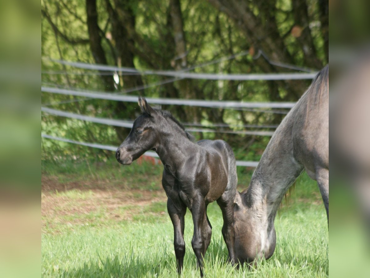 American Quarter Horse Hengst  154 cm Roan-Blue in Breitenbach