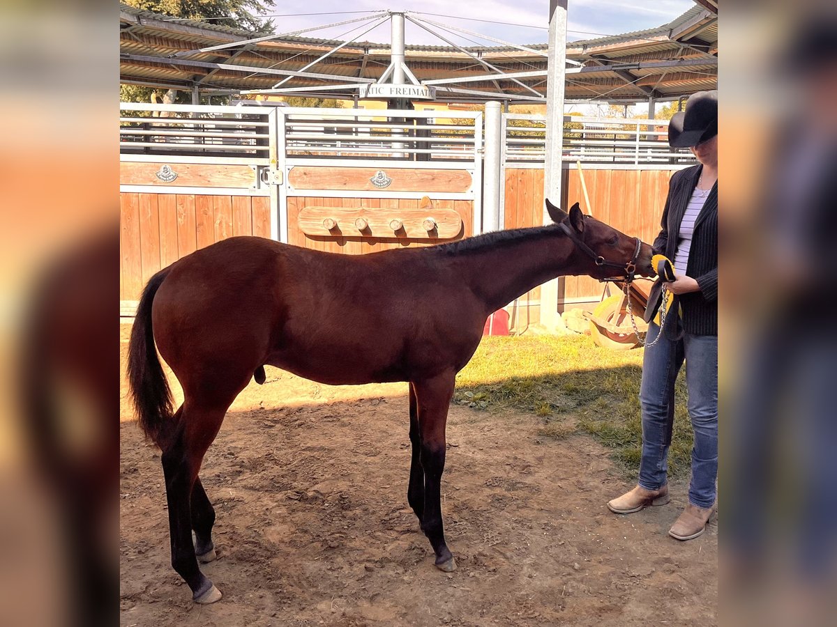 American Quarter Horse Hengst Fohlen (05/2025) 155 cm Brauner in Beelitz