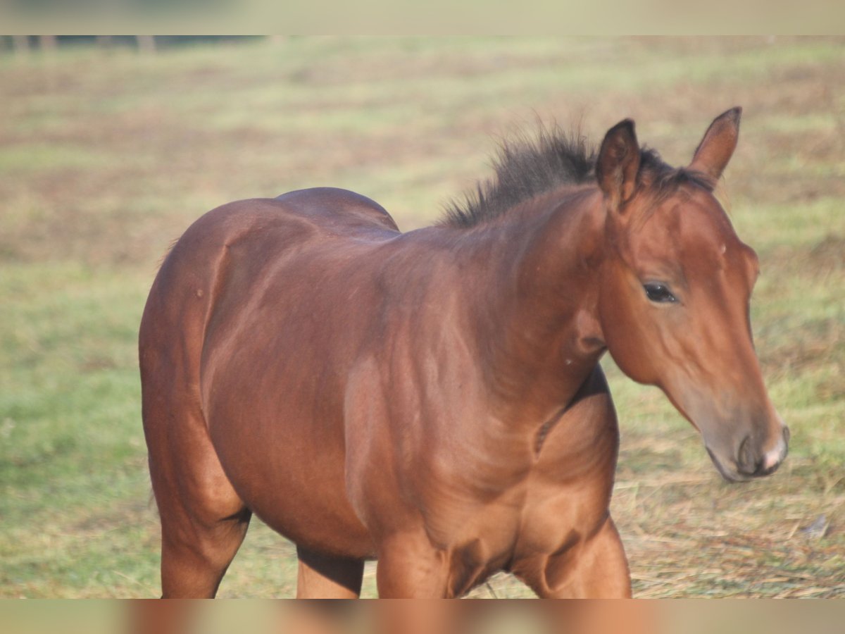 American Quarter Horse Hengst Fohlen (04/2025) 155 cm Brauner in Haigerloch