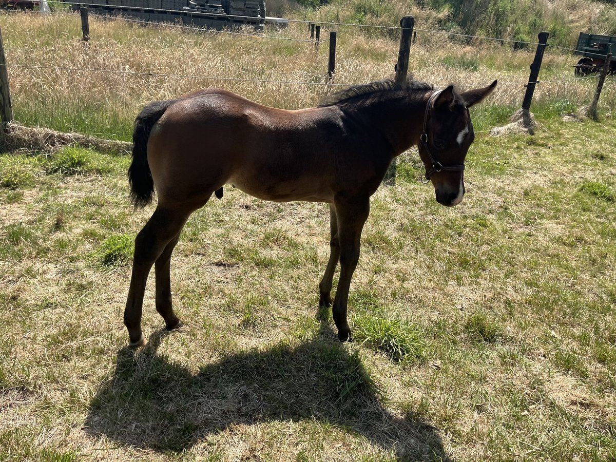 American Quarter Horse Hengst  155 cm Brauner in Gangelt