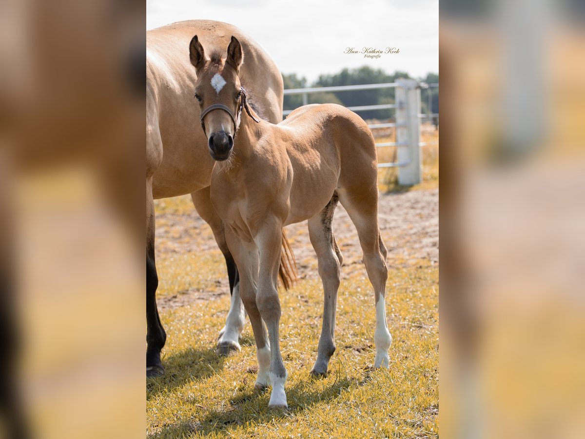 American Quarter Horse Hengst  155 cm Buckskin in Lahn