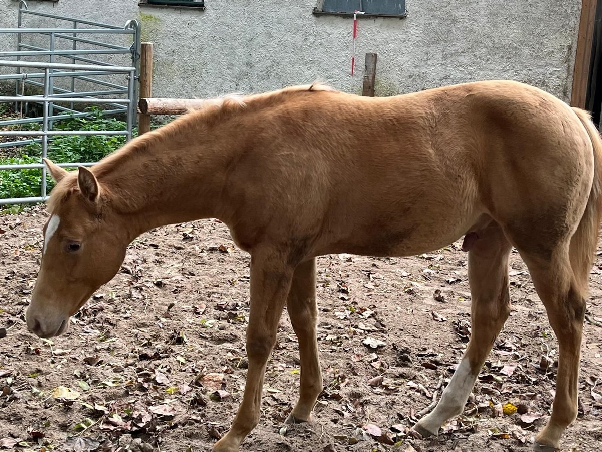 American Quarter Horse Hengst Fohlen (04/2025) 155 cm Champagne in Burgheim