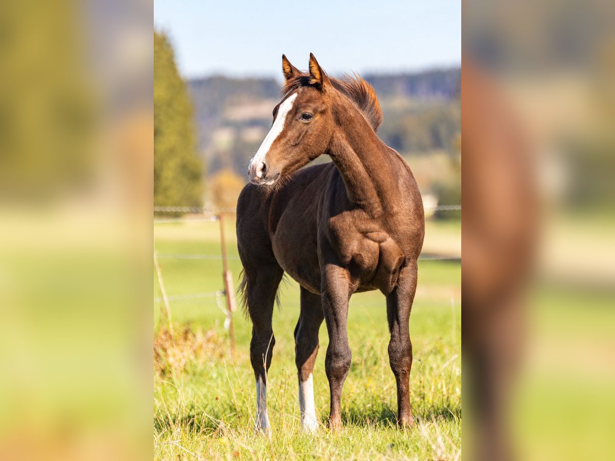 American Quarter Horse, Hengst in Helmbrechts