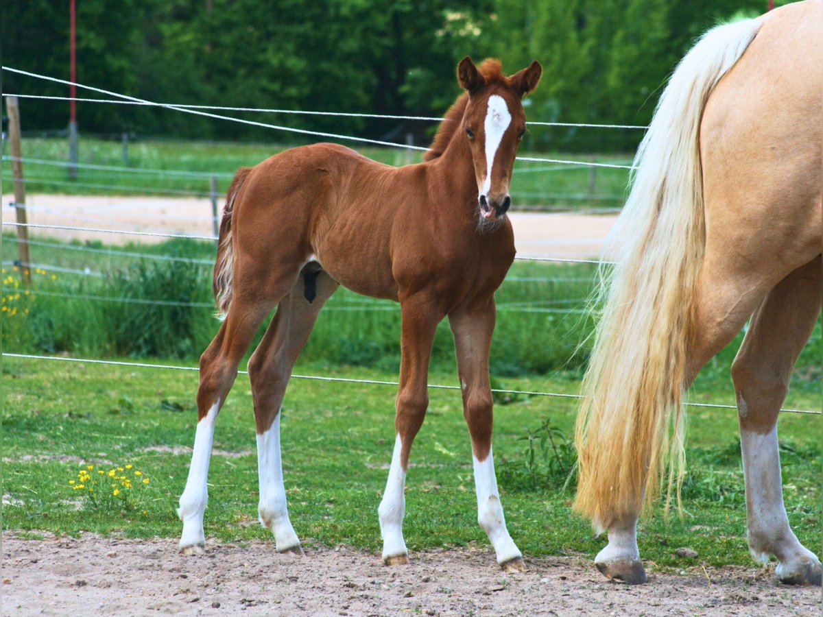 American Quarter Horse Hengst  155 cm Dunkelfuchs in Schwabach
