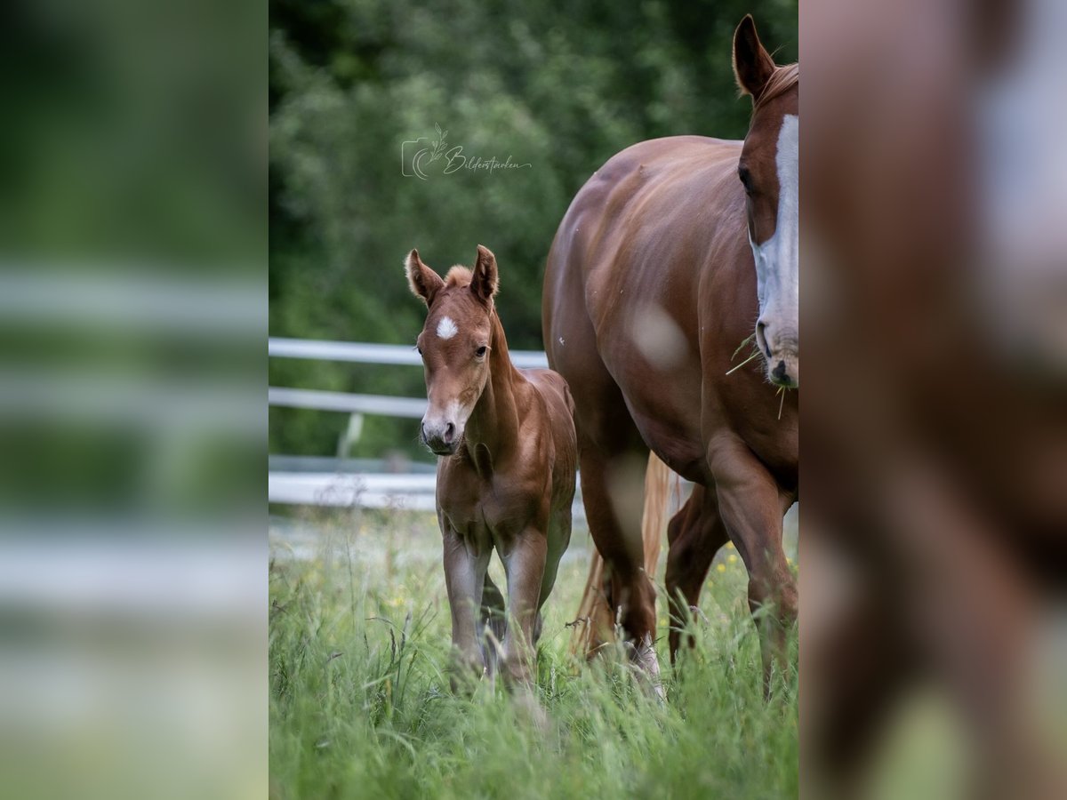American Quarter Horse Hengst  155 cm Fuchs in Modautal