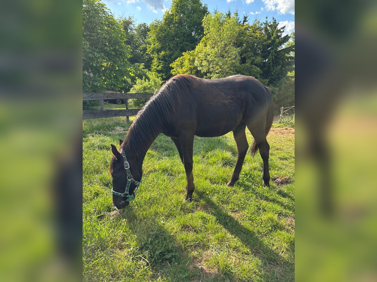 American Quarter Horse Hengst  155 cm Rappe in Serrig