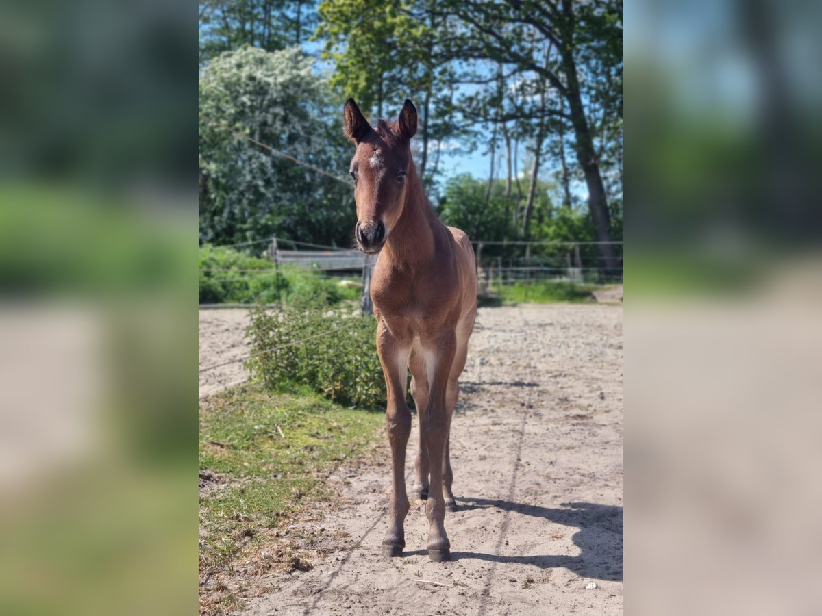 American Quarter Horse Hengst  155 cm Roan-Bay in Alt Duvenstedt