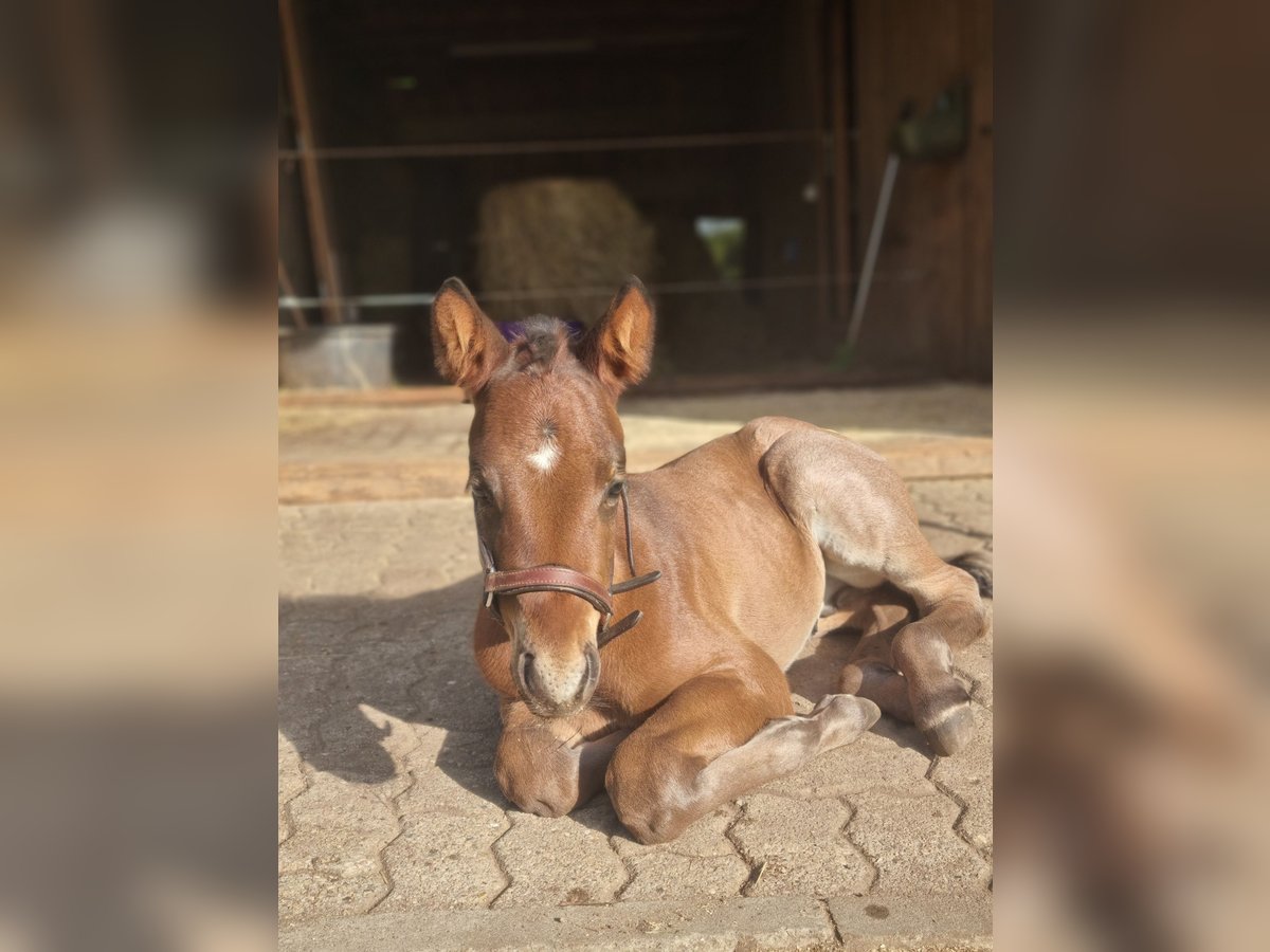 American Quarter Horse Hengst  155 cm Roan-Bay in Alt Duvenstedt