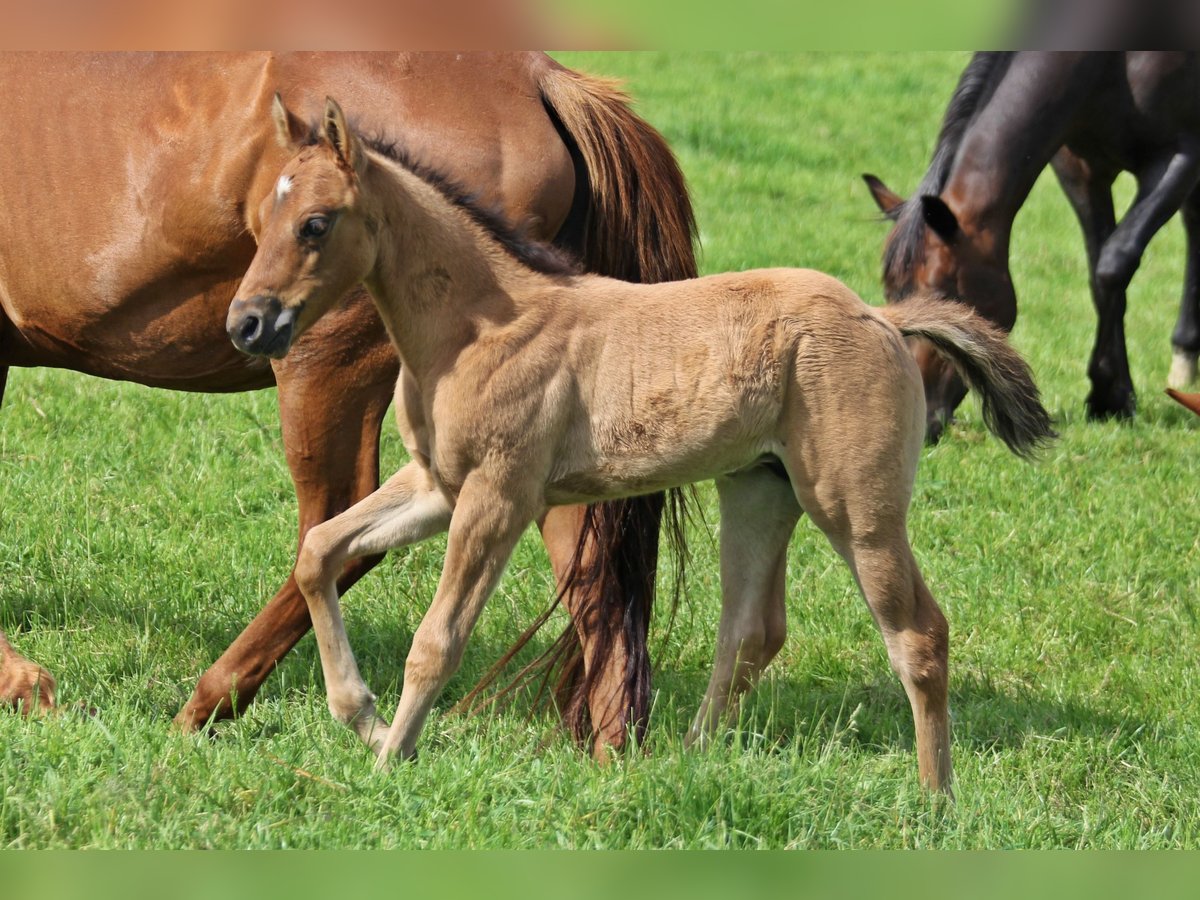 American Quarter Horse Hengst Fohlen (04/2024) 156 cm Falbe in Düsseldorf