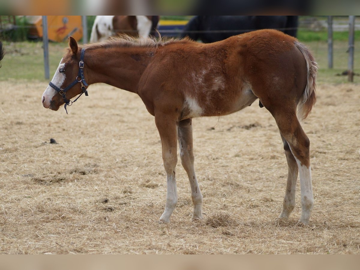 American Quarter Horse Hengst Fohlen (01/2025) 158 cm Fuchs in Nerenstetten