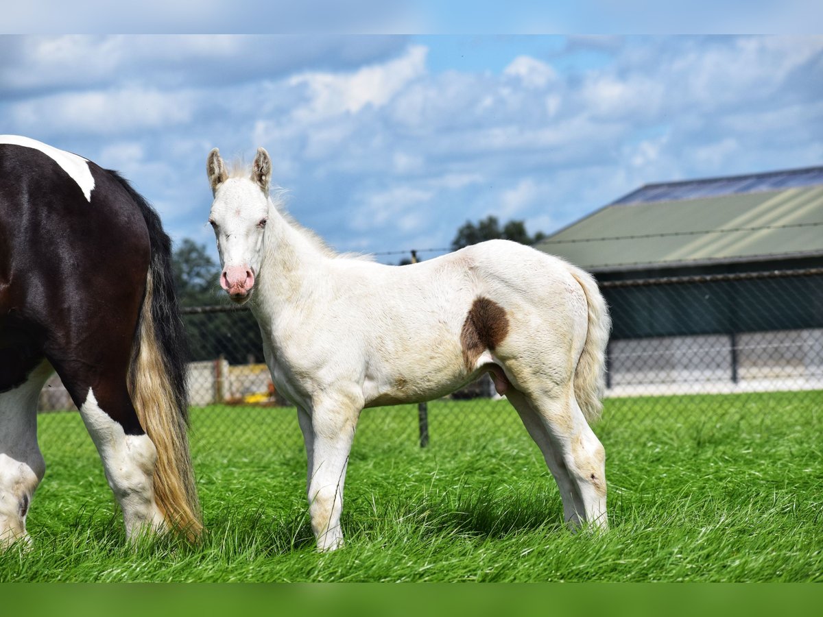 American Quarter Horse Mix Hengst Fohlen (06/2024) 160 cm Cremello in Reek