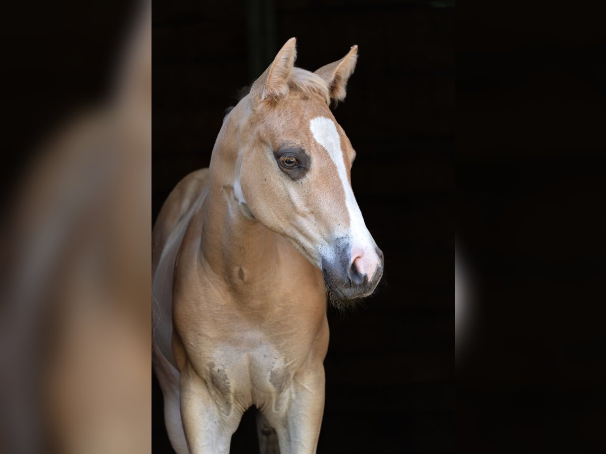 American Quarter Horse Hengst Fohlen (06/2025) 160 cm Palomino in Taufkirchen a. d. Vils