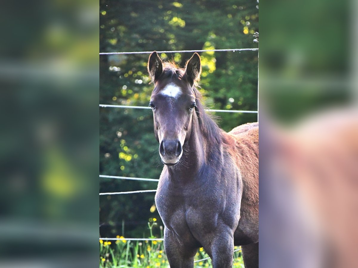 American Quarter Horse Hengst Fohlen (05/2025) 160 cm Roan-Bay in Geretsried
