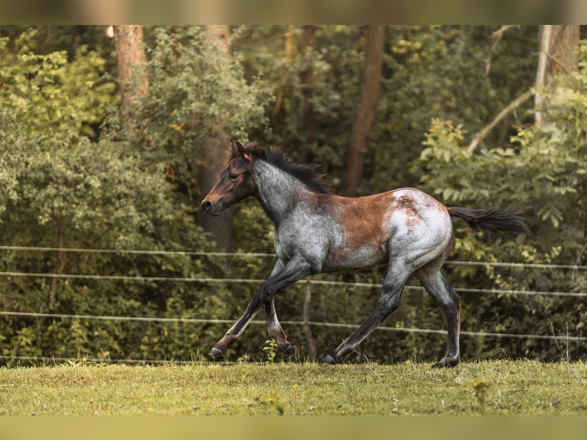 American Quarter Horse Hengst Fohlen (04/2024) 160 cm Roan-Bay in Mittenwalde