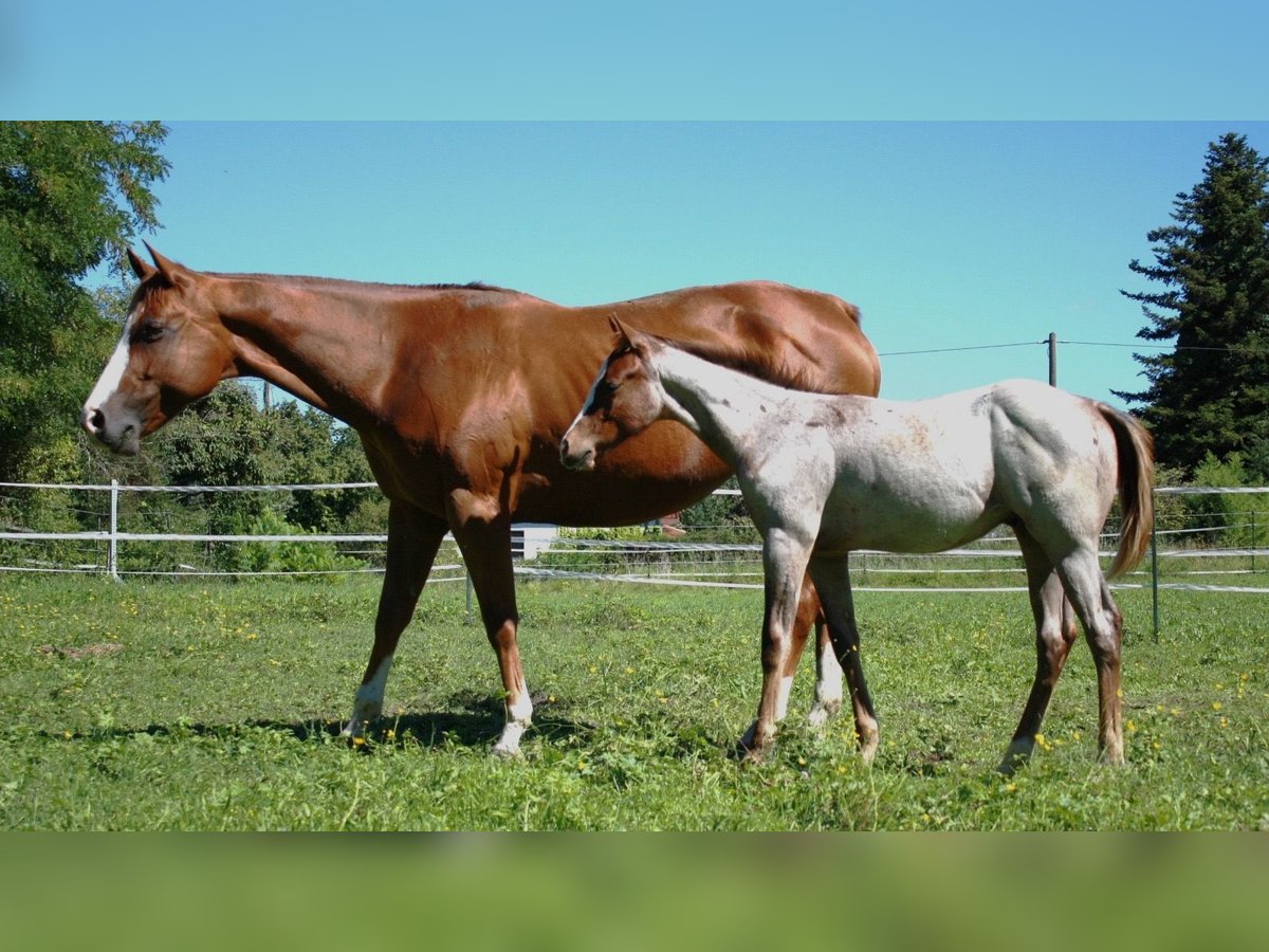 American Quarter Horse Hengst Fohlen (04/2025) 160 cm Roan-Red in Geretsried
