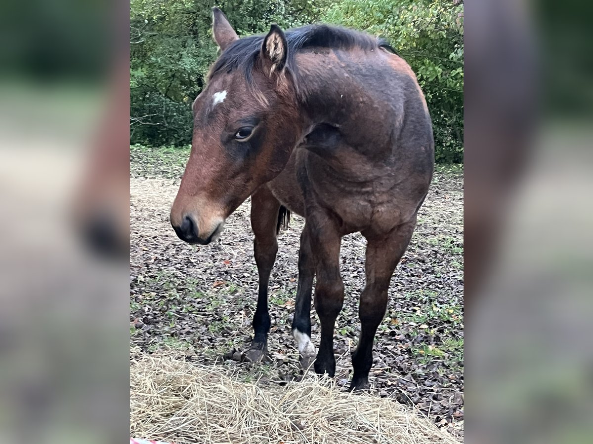 American Quarter Horse Hengst Fohlen (03/2024) Brauner in Rosenfeld