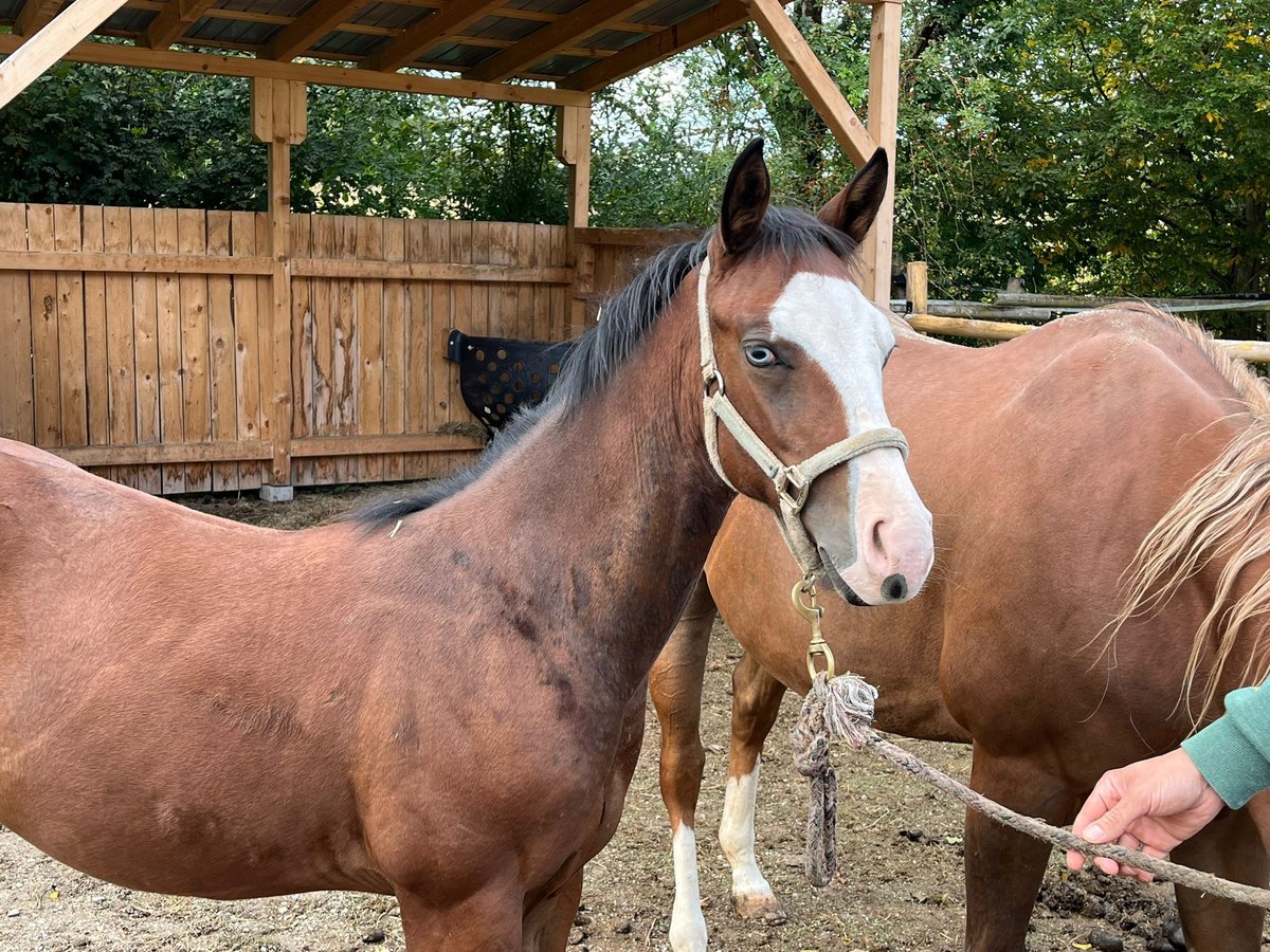 American Quarter Horse Hengst Fohlen (03/2024) Brauner in Eurasburg