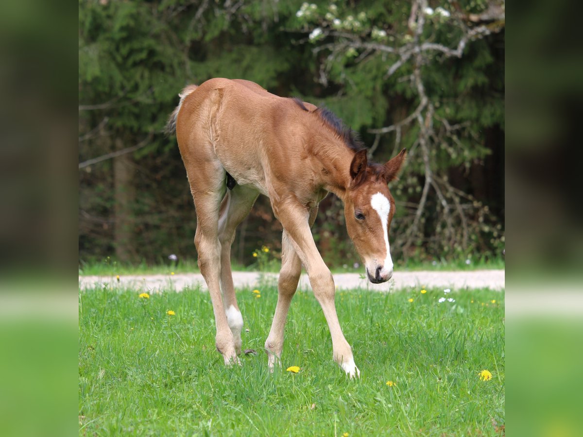 American Quarter Horse Hengst Fohlen (03/2024) Brauner in Rosenfeld